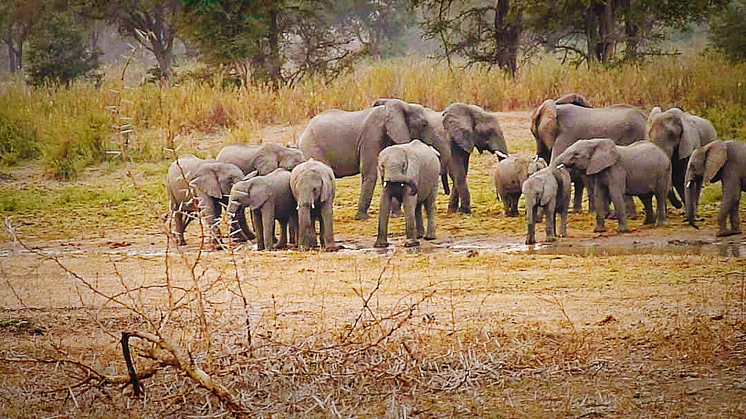 Ecosystem Restoration Activities