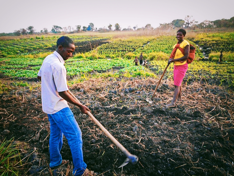 Farmer with harvest