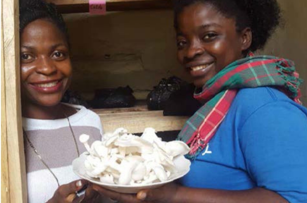 Young entrepreneurs running a mushroom business